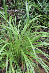 Scirpus lushanensis