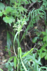 Scirpus lushanensis