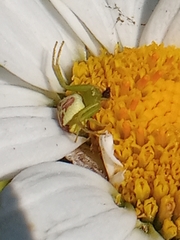 Ebrechtella tricuspidata
