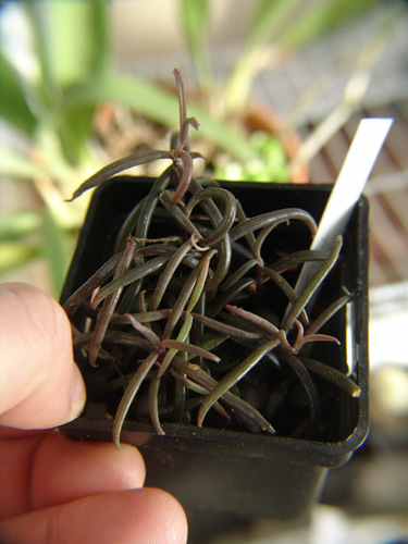 Kalanchoe beauverdii