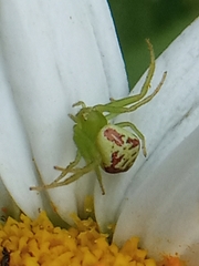Ebrechtella tricuspidata