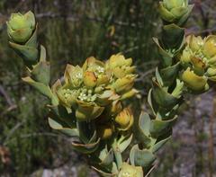 Thesium euphorbioides