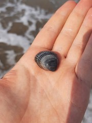 Cerastoderma glaucum