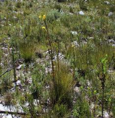 Thesium euphorbioides