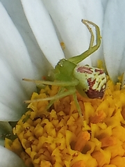 Ebrechtella tricuspidata