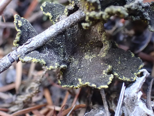Pseudocyphellaria citrina