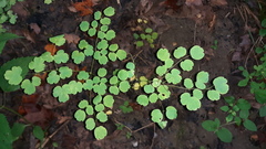 Thalictrum thalictroides