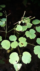 Thalictrum thalictroides