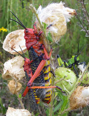 Phymateus morbillosus morbillosus