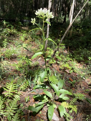 Image of Arnoglossum sulcatum by (c) Matt Berger, some rights reserved (CC BY)