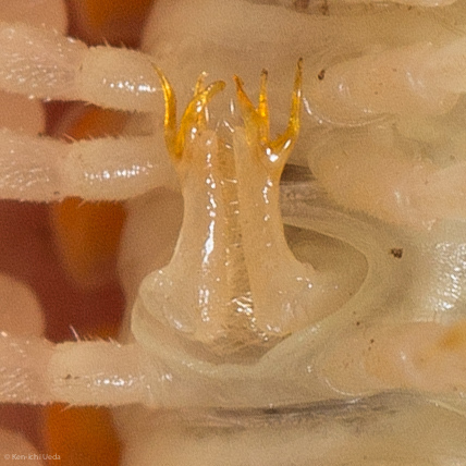 Xystocheir dissecta photo 4
