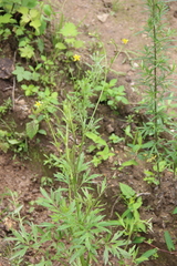 Ranunculus tachiroi