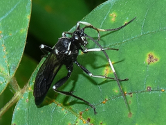 Cratichneumon unifasciatorius