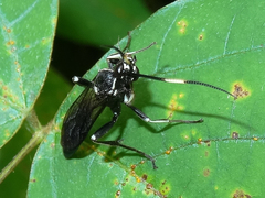 Cratichneumon unifasciatorius