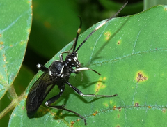 Cratichneumon unifasciatorius