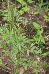 Ranunculus tachiroi