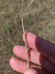 Thinopyrum intermedium barbulatum