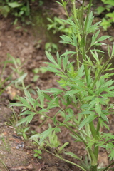 Ranunculus tachiroi