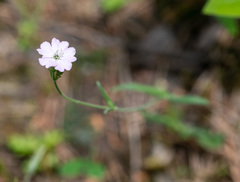 Silene linnaeana