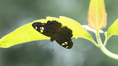 Coladenia indrani