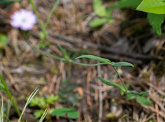 Silene linnaeana