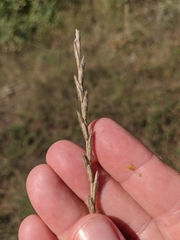 Thinopyrum intermedium barbulatum