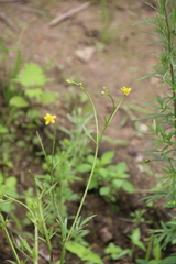 Ranunculus tachiroi