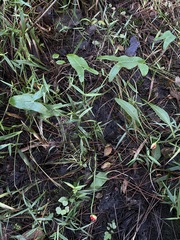 Peltandra sagittifolia