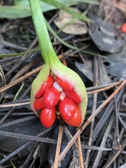 Peltandra sagittifolia