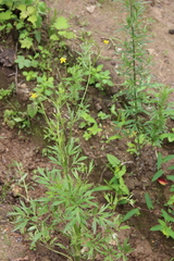 Ranunculus tachiroi