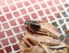 Crepidodera fulvicornis