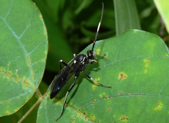 Cratichneumon unifasciatorius
