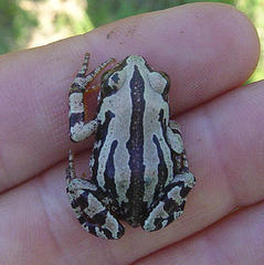 Semnodactylus wealii