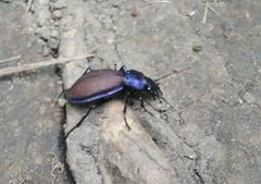 Carabus schoenherri