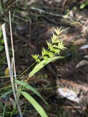 Chasmanthium ornithorhynchum