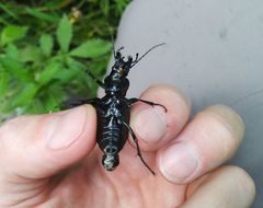 Carabus schoenherri