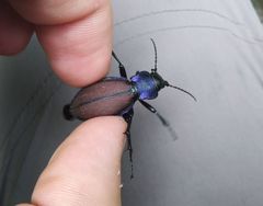 Carabus schoenherri