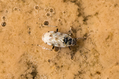 Leptopodomorpha