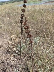 Phlomoides tuberosa