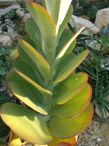 Kalanchoe luciae