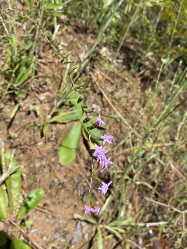 Image of Liatris secunda by (c) Matt Berger, some rights reserved (CC BY)