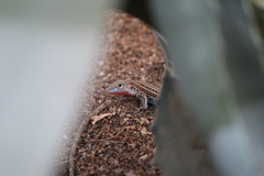 Aspidoscelis gularis colossus