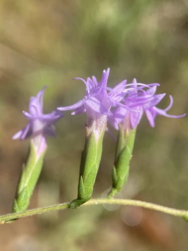 Image of Liatris secunda by (c) Matt Berger, some rights reserved (CC BY)