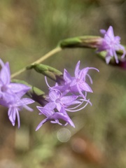 Liatris pauciflora var. secunda image