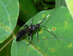 Cratichneumon unifasciatorius