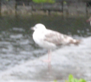 Larus