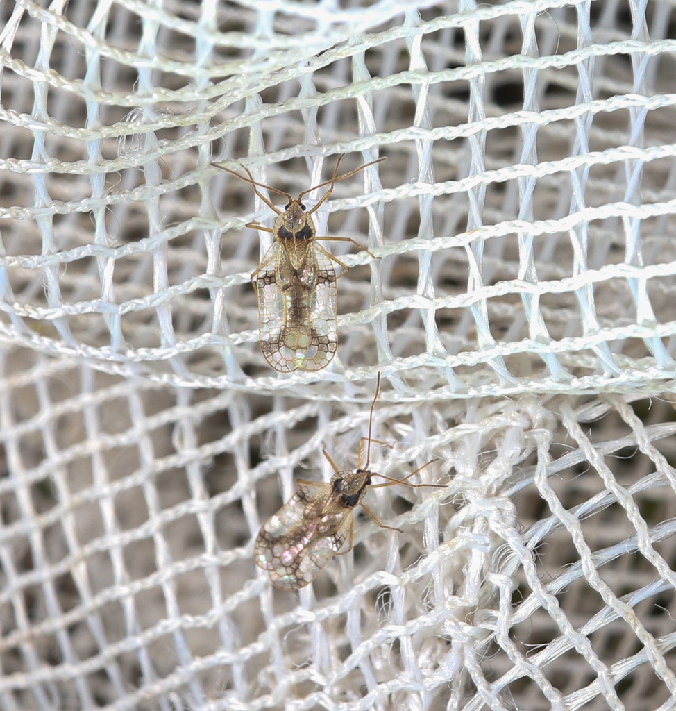 Stephanitis oberti