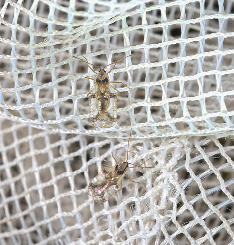 Stephanitis oberti