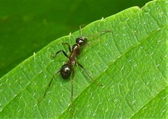 Formica pallidefulva