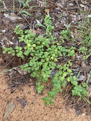 Acanthospermum australe